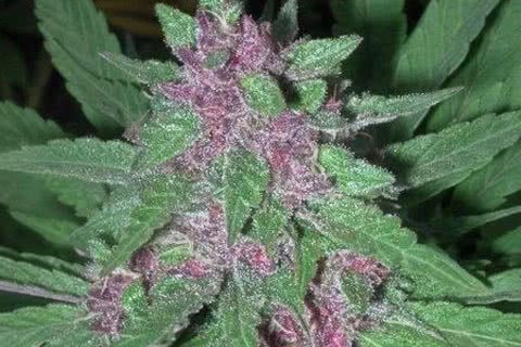 pakistani chitral kush indica strain plant by ace seeds
