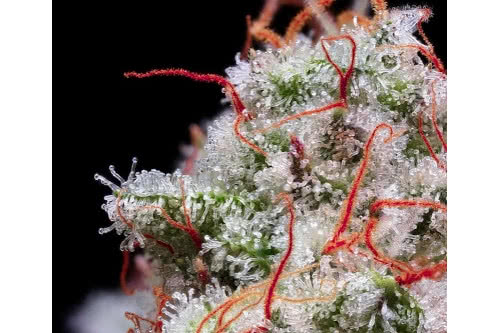 peach crescendo rf3 autoflower strain plant by ethos genetics