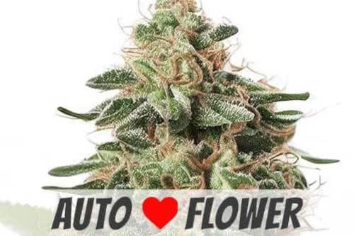 peanut butter breath auto strain by ilgm