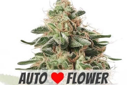 peanut butter breath auto strain by ilgm