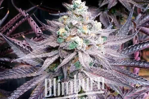 peanut butter breath exotic strain weed plant