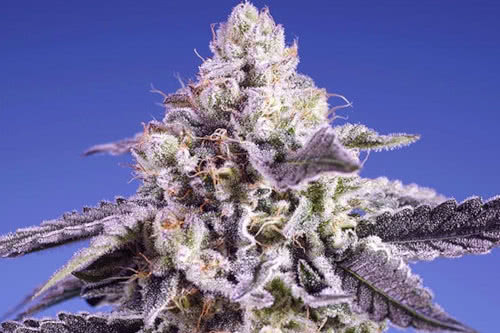 permanent jealousy xl auto strain plant by sweet seeds