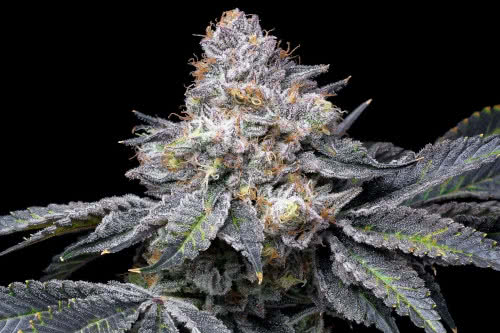 permanent marker strain plant by premium cultivars