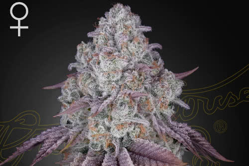 persian pie strain by green house seeds