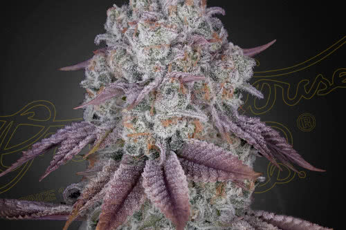 persian pie strain by greenhouse seed co