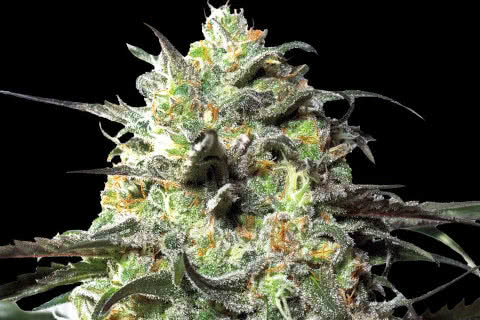 peyote cookies indica strain plant by barneys farm