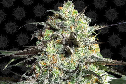 peyote cookies plant by barneys farm