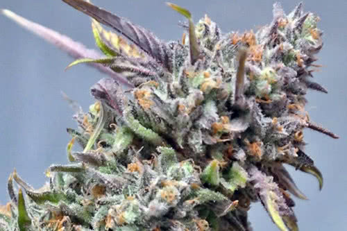 peyote cookies weed plant by barneys farm