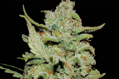peyote critical feminized seeds