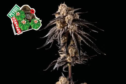 peyote gorilla plant