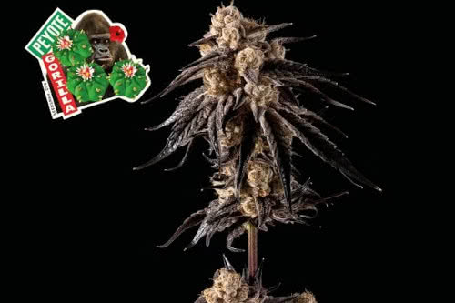 peyote gorilla weed strain