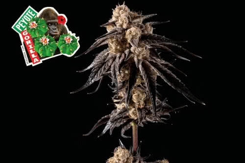 peyote gorilla strain by seedsman