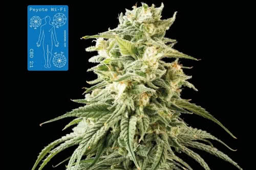 peyote wifi cbd 2 to 1 low thc strain