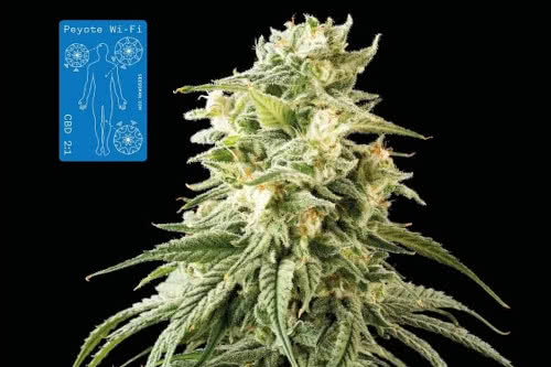 peyote wifi cbd 2 to 1 medical strain by seedsman