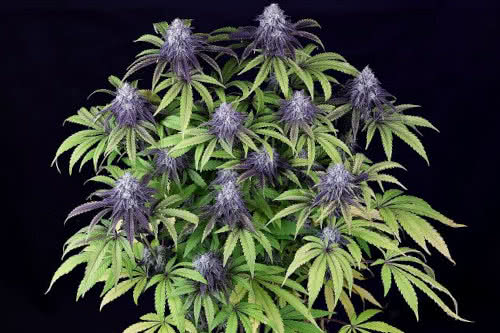 peyote wifi cbd strain plant by seedsman