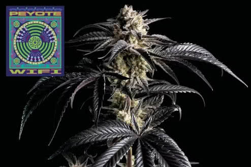 peyote wifi feminized strain plant