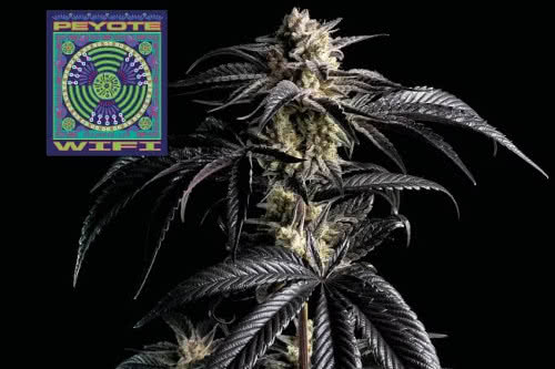 peyote wifi weed strain