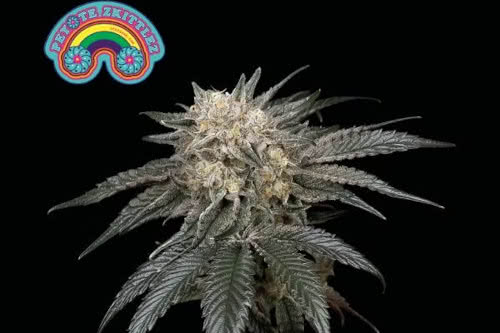 peyote zkittlez strain by seedsman