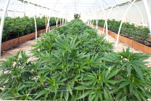 photoperiod cannabis plants in greenhouse, hoophouse