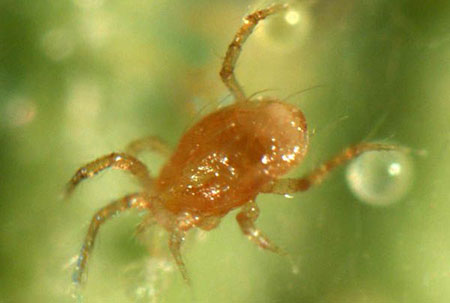 Phytoseiulus persimilis predatory mite