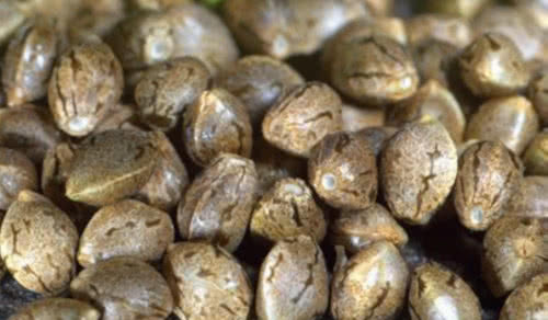 pile of cannabis seeds