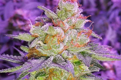 pina rita regular seeds