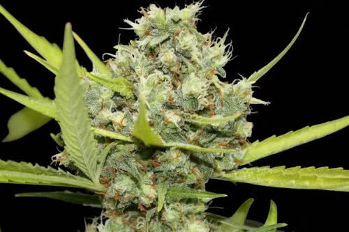 pineapple chunk strain by barneys farm