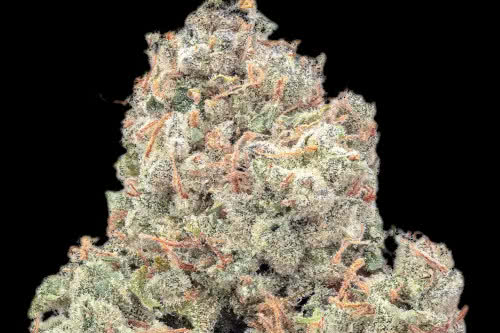 pineapple daddy auto high thc plant by happy valley genetics