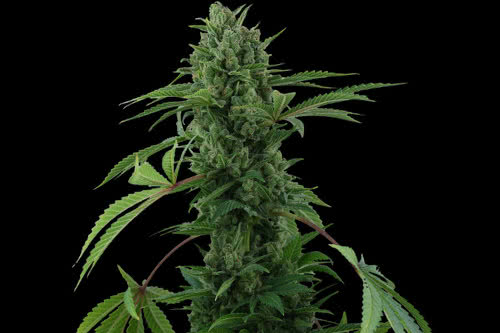 pineapple express auto weed strain