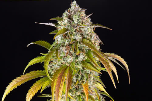pineapple express autoflower seeds cannabis plant