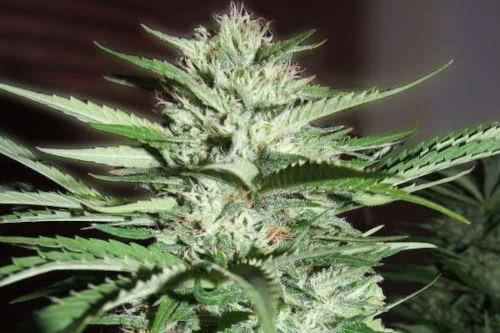 pineapple express strain by g13 labs