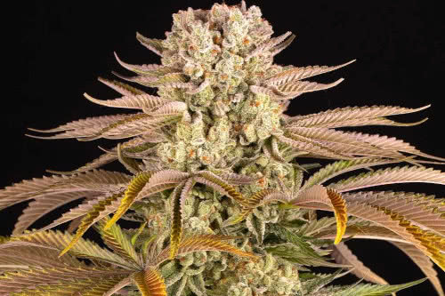 pineapple express strain plant by barneys farm