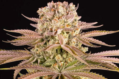 pineapple express strain indoor cannabis plant