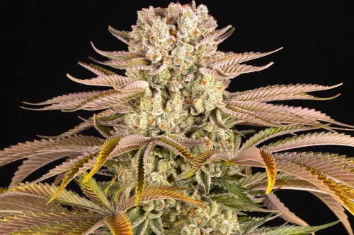 pineapple express cannabis plant by barneys farm