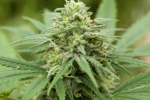 pineapple express number two strain plant by g13 labs