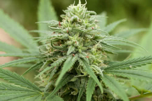 pineapple express number two strain by g13 labs