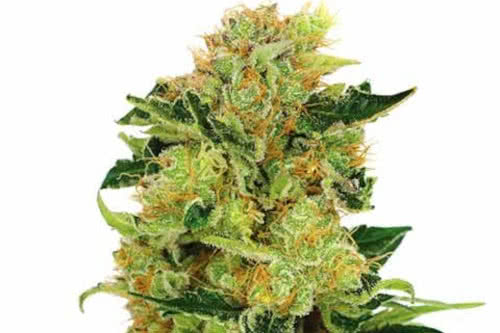 pineapple haze strain by ilgm