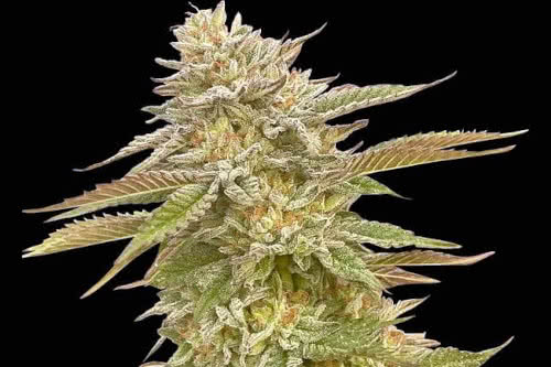 pineapple og high thc plant by seedsman