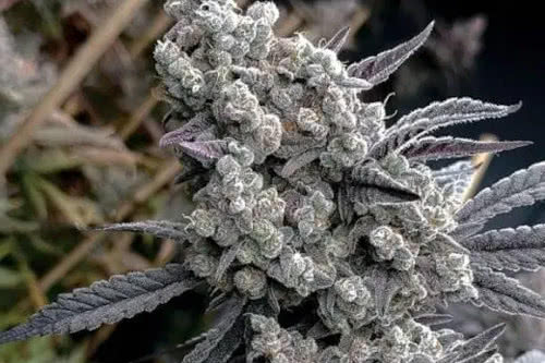 pineapple pucker strain plant by solfire gardens