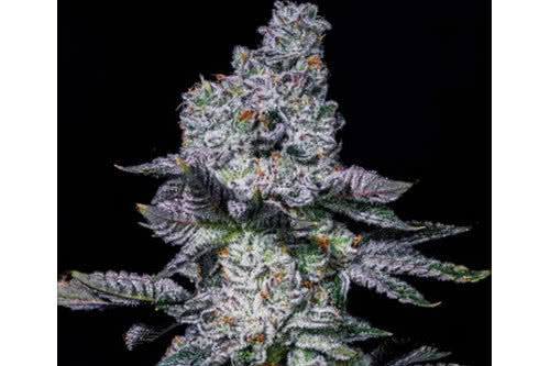 pineapple runtz autoflower strain plant by ethos genetics