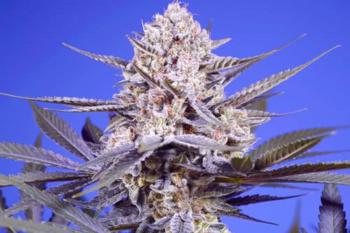 pineapple slush xl auto strain plant by sweet seeds