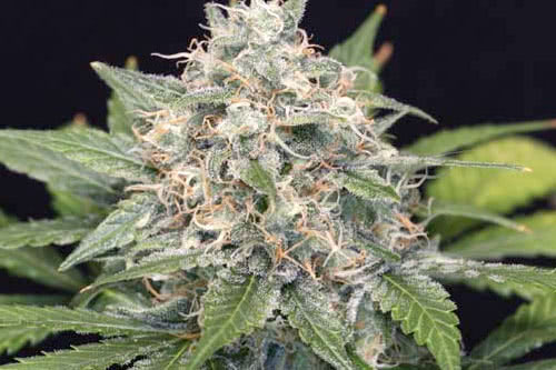 pinequeen haze feminized seeds