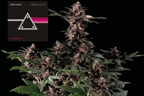 pink kush cbd 30 to 1 auto medical strain by seedsman