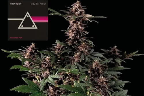 pink kush cbd 30 1 auto weed strain