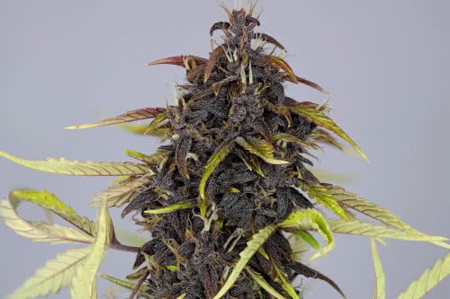 pink kush cbd auto strain plant by seedsman