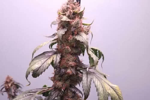 pink nova strain by terpyz mutant genetics