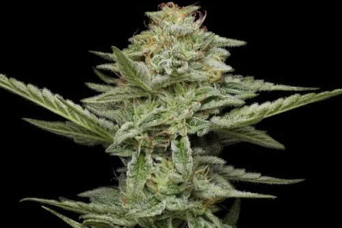 pistachio strain plant by humboldt seed company