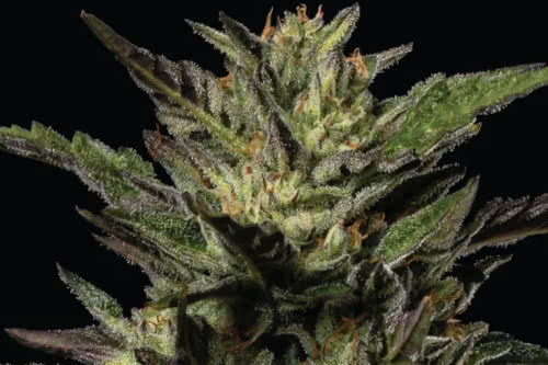 pistachio cannabis plant by humboldt seed co