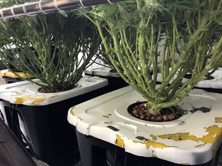 cannabis plants growing in the DIY hydro system indoors