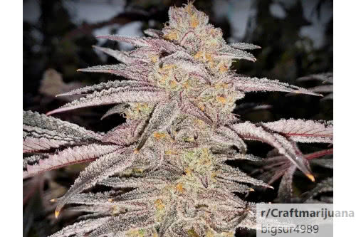 platinum jelly strain plant by in house genetics